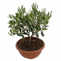 Olivenbaum 'Bonsai', Topf-Ø 20 Cm, Höhe Ca. 45 Cm -Madison Verkäufe 0680200051 Olea europaea Schale T20 Bonsai 3 114178