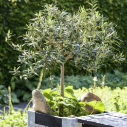 Olivenbaum, Stämmchen, Topf-Ø 19 Cm, Höhe Ca. 90 Cm -Madison Verkäufe 0680200057 0680200075 Olivenstaemmchen Stimmung 76778 1