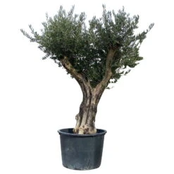 Olivenbaum, Stamm, Topf-Ø Ca. 60 Cm, Höhe Mind. 170 Cm -Madison Verkäufe 0680200104 Koelle Olea europaea Bonsai 4 109382
