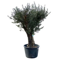 Olivenbaum, Stamm, Topf-Ø Ca. 60 Cm, Höhe Mind. 170 Cm -Madison Verkäufe 0680200104 Koelle Olea europaea Bonsai 7 109383