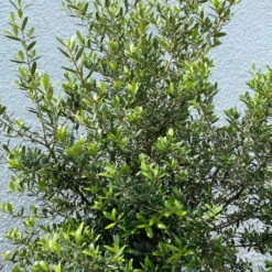 Olivenbaum 'Florida', Stamm, Topf-Ø Ca. 50 Cm, Höhe Ca. 170 Cm -Madison Verkäufe 0680200116 Koelle Olea europaea T50 Stamm Florida 14 111438