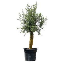 Olivenbaum 'Florida', Stamm, Topf-Ø Ca. 50 Cm, Höhe Ca. 170 Cm -Madison Verkäufe 0680200116 Koelle Olea europaea T50 Stamm Florida 8 111593