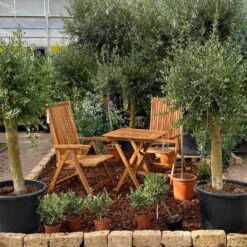 Olivenbaum 'Florida', Stamm, Topf-Ø Ca. 50 Cm, Höhe Ca. 170 Cm -Madison Verkäufe 0680200116 Koelle Olea europaea T65 Florida 9 94740