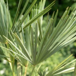 Hanfpalme, Topf-Ø 22 Cm, Höhe Ca. 60-70 Cm -Madison Verkäufe 0680300013 0680300032 0680300137 0680300048 Trachycarpus fortuneii T24 H60 1 78542