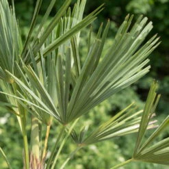 Hanfpalme, Topf-Ø 22 Cm, Höhe Ca. 60-70 Cm -Madison Verkäufe 0680300013 0680300032 0680300137 0680300048 Trachycarpus fortuneii T24 H60 78541