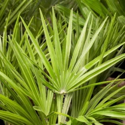 Chamaerops Humilis, Topf-Ø 22 Cm, Höhe Ca. 70 Cm -Madison Verkäufe 0680300018 0680300116 0680300138 Chamaerops humilis 1 78543 1