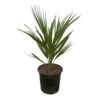 Chamaerops Humilis, Topf-Ø 19 Cm, Höhe Ca. 60 Cm -Madison Verkäufe 0680300033 Chamaerops humilis T19 5 106016