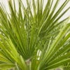 Chamaerops Humilis 'Compacta', Topf-Ø 23 Cm, Höhe Ca. 50 Cm -Madison Verkäufe 0680300037 Chamaerops humilis T35 3 90760