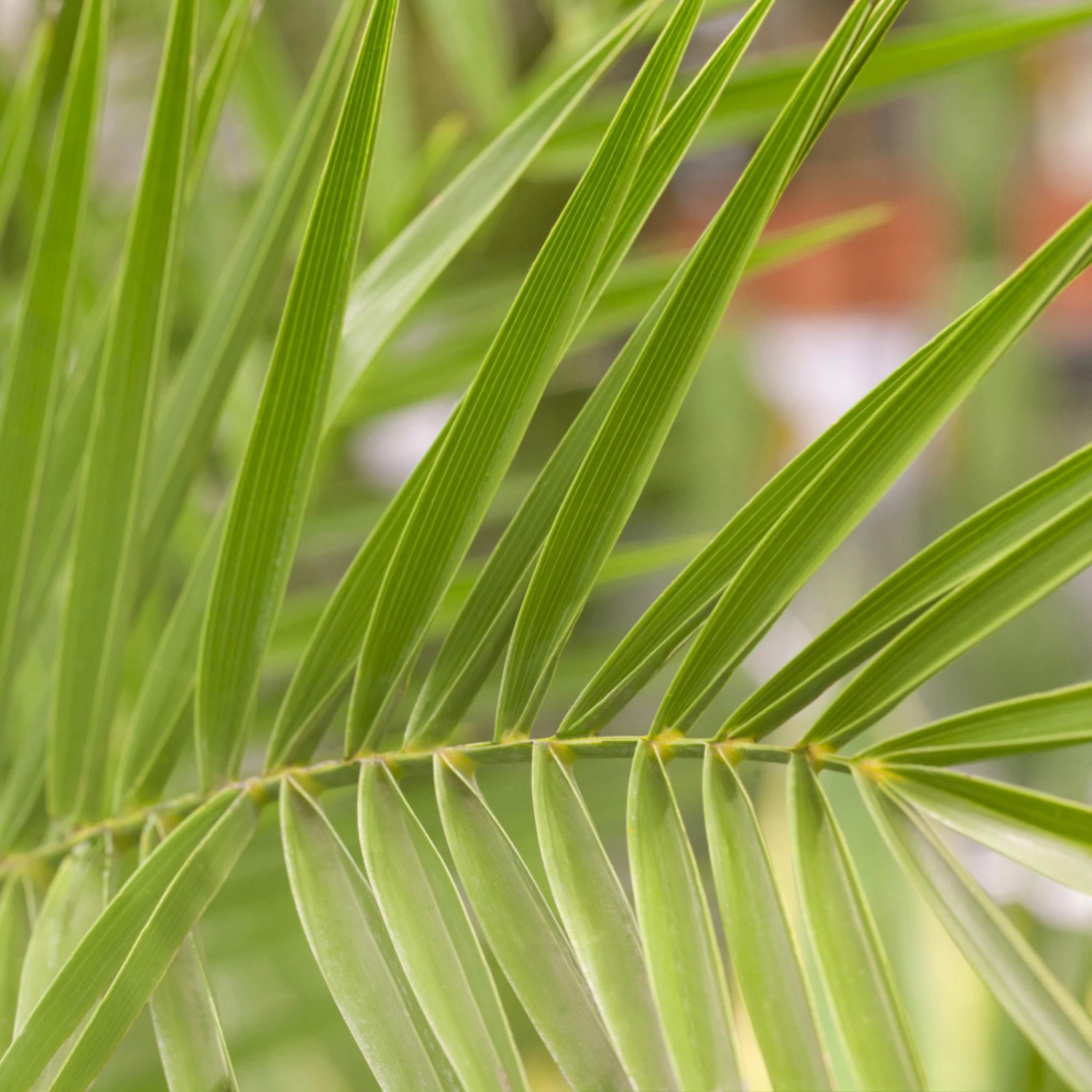 Dattelpalme, Topf-Ø 35 Cm, Höhe Ca. 160 Cm 4 Dattelpalme, Topf-Ø 35 Cm, Höhe Ca. 160 Cm – Bild 2