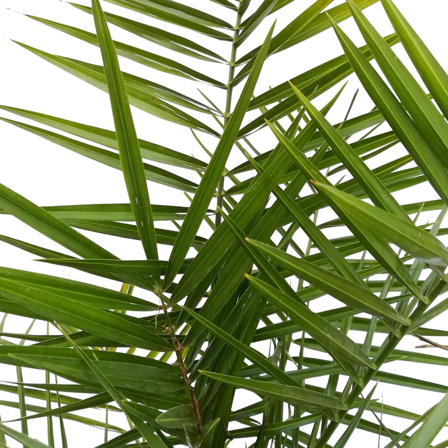 Dattelpalme, Topf-Ø 20 Cm, Höhe Ca. 90 Cm 4 Dattelpalme, Topf-Ø 20 Cm, Höhe Ca. 90 Cm – Bild 2