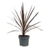 Keulenlilie 'Red Star' Rotlaubig, Topf-Ø 17/19 Cm, Höhe Ca. 60 Cm -Madison Verkäufe 0680300112 Cordyline australis Busch Red Star 1 112848