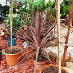 Keulenlilie 'Red Star' Rotlaubig, Topf-Ø 17/19 Cm, Höhe Ca. 60 Cm -Madison Verkäufe 0680300112 Cordyline australis Busch Red Star 111026