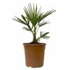 Hanfpalme, Topf-Ø 24 Cm, Höhe Ca. 60-70 Cm -Madison Verkäufe 0680300140 Trachycarpus fortunei 1 114179