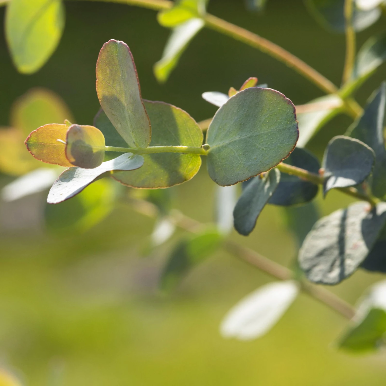 Eukalyptus 'Baby Blue', Busch, Topf-Ø 14 Cm, Höhe Ca. 25 Cm, 2er-Set 7 Eukalyptus 'Baby Blue', Busch, Topf-Ø 14 Cm, Höhe Ca. 25 Cm, 2er-Set – Bild 5