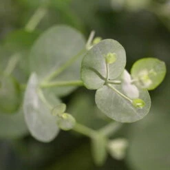 Eukalyptus 'Baby Blue', Busch, Topf-Ø 14 Cm, Höhe Ca. 25 Cm, 2er-Set 11 Eukalyptus 'Baby Blue', Busch, Topf-Ø 14 Cm, Höhe Ca. 25 Cm, 2er-Set -Madison Verkäufe 0680400001 0680400007 0680400010 0680400016 0680400019 0680400021 Eucalyptus gunii Busch 77876