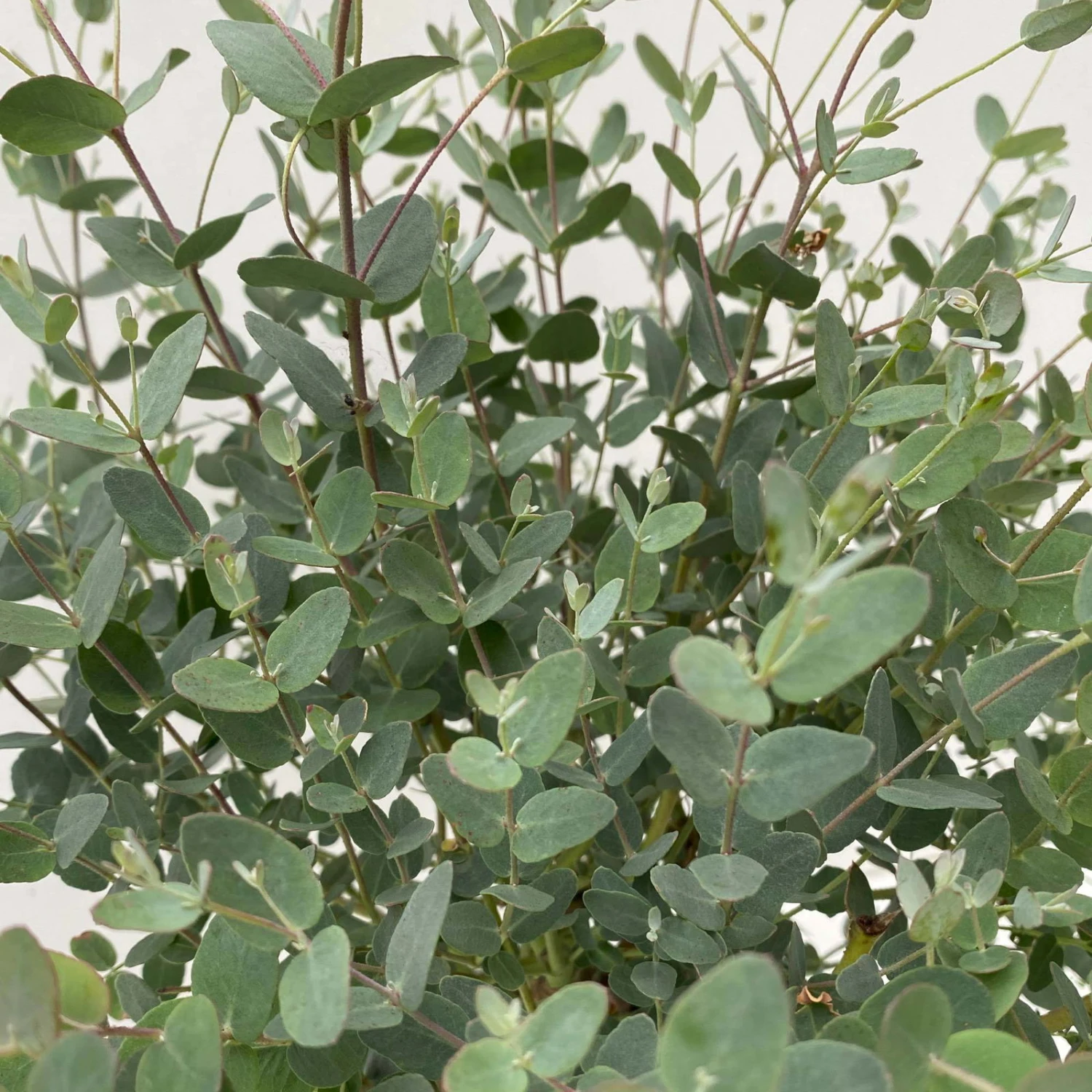 Eukalyptus 'Baby Blue', Busch, Topf-Ø 14 Cm, Höhe Ca. 25 Cm, 2er-Set 4 Eukalyptus 'Baby Blue', Busch, Topf-Ø 14 Cm, Höhe Ca. 25 Cm, 2er-Set – Bild 2