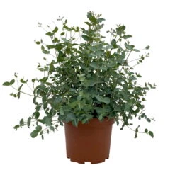 Eukalyptus, Busch, Topf-Ø 19 Cm, Höhe Ca. 45 Cm