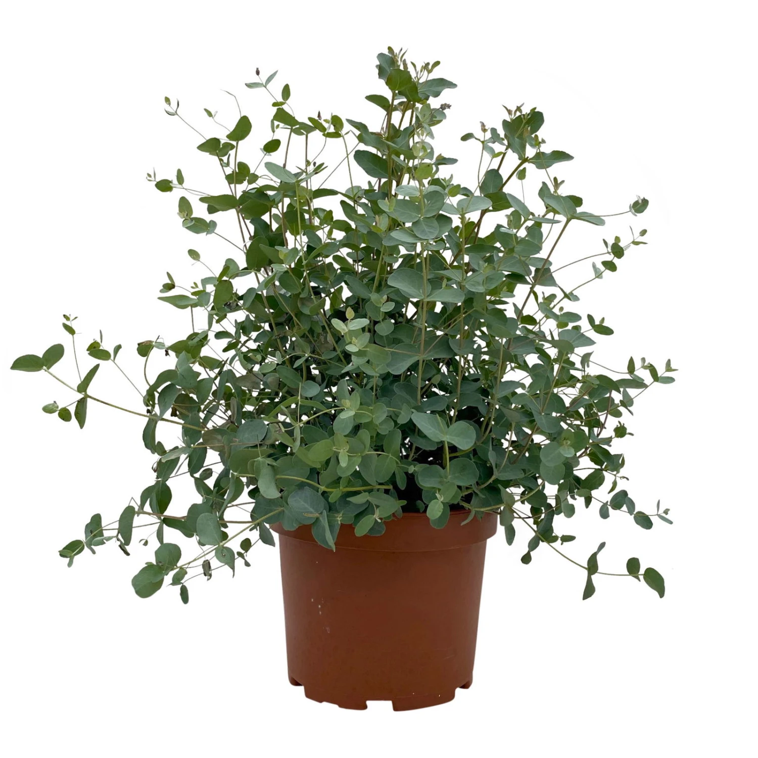 Eukalyptus, Busch, Topf-Ø 19 Cm, Höhe Ca. 45 Cm 3 Eukalyptus, Busch, Topf-Ø 19 Cm, Höhe Ca. 45 Cm