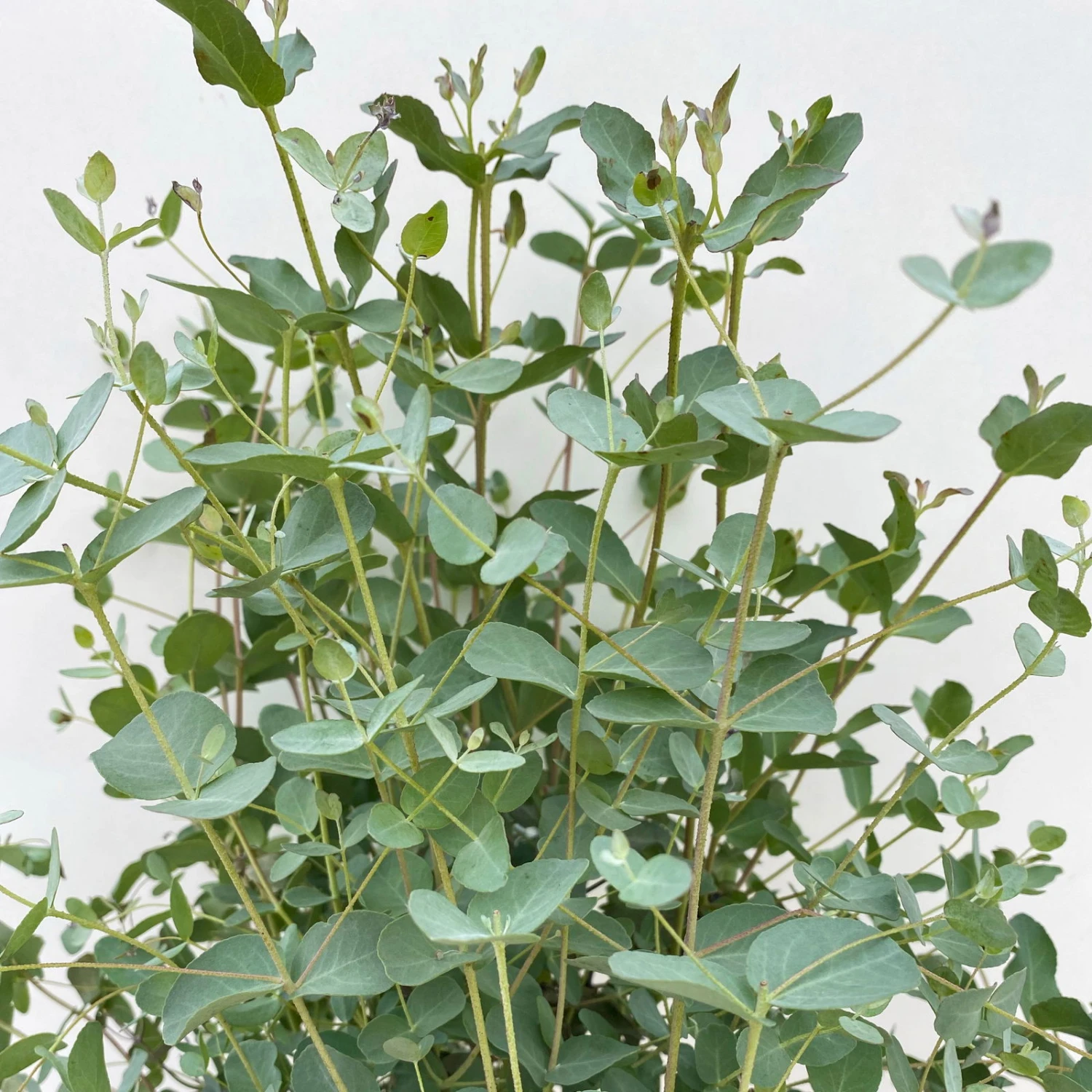 Eukalyptus, Busch, Topf-Ø 19 Cm, Höhe Ca. 45 Cm 6 Eukalyptus, Busch, Topf-Ø 19 Cm, Höhe Ca. 45 Cm – Bild 4