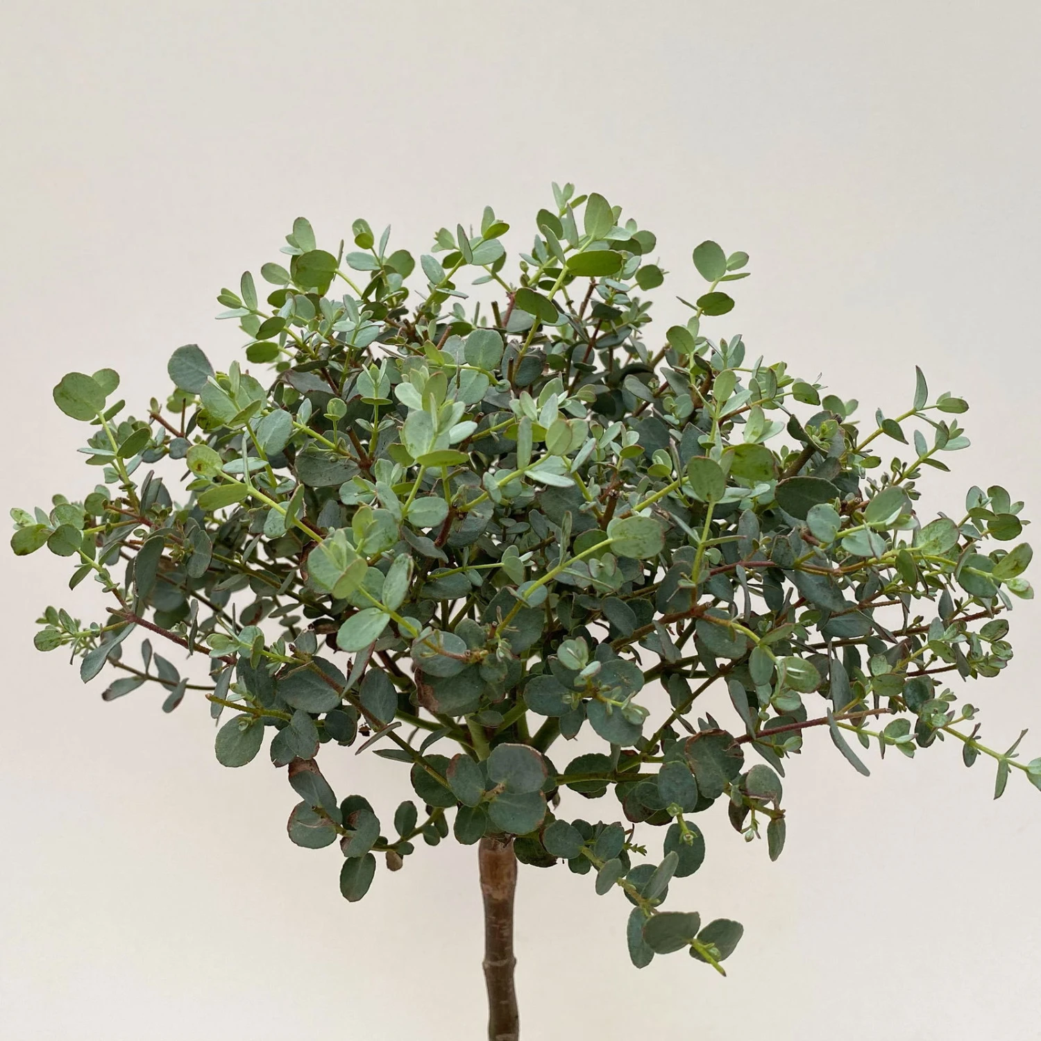 Eukalyptus, Stamm, Topf-Ø 15 Cm, Höhe Ca. 40 Cm 4 Eukalyptus, Stamm, Topf-Ø 15 Cm, Höhe Ca. 40 Cm – Bild 2