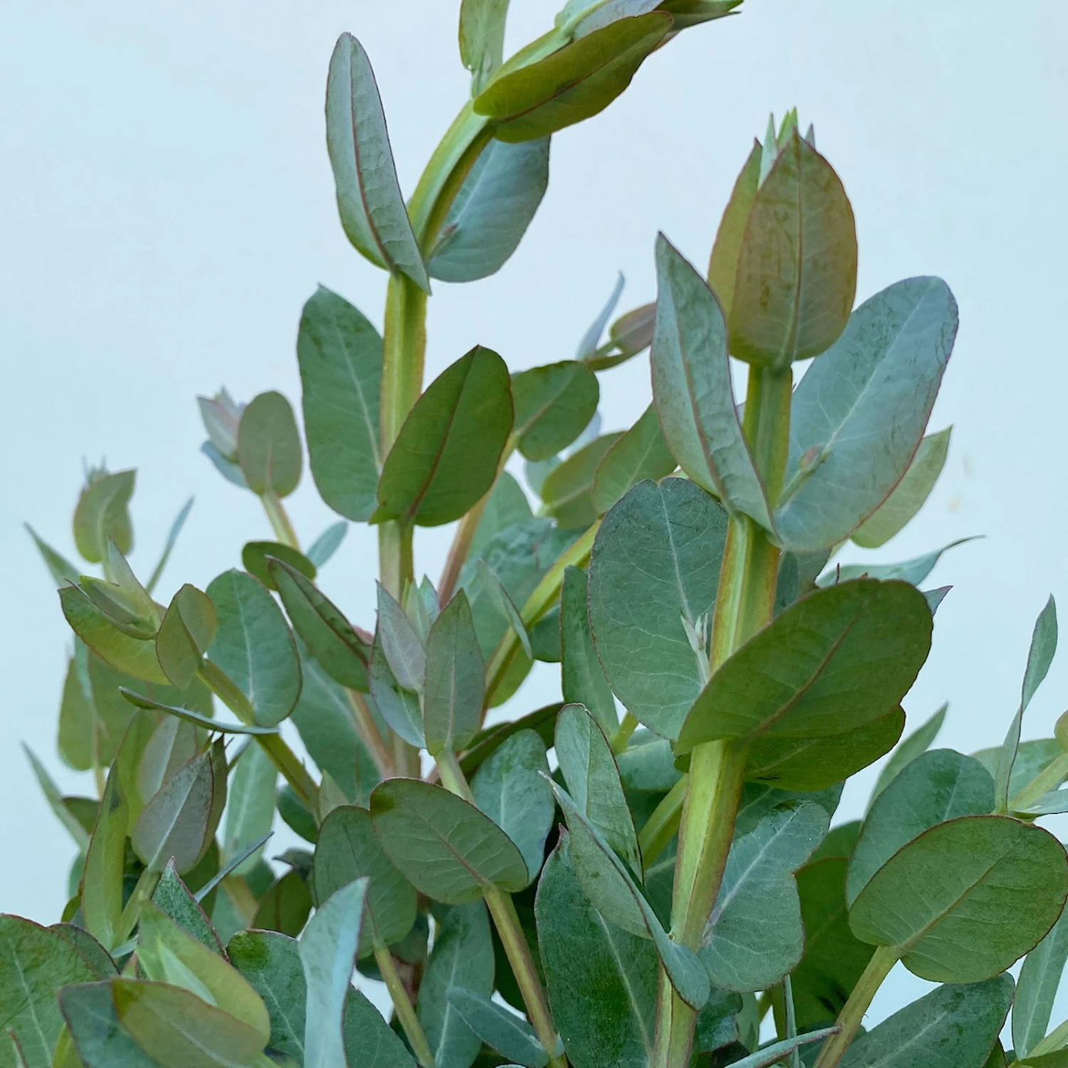 Eucalyptus Globulus, Busch, Topf-Ø 40 Cm 4 Eucalyptus Globulus, Busch, Topf-Ø 40 Cm – Bild 2