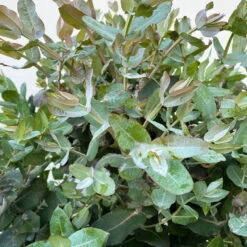 Eucalyptus Globulus, Busch, Topf-Ø 40 Cm 11 Eucalyptus Globulus, Busch, Topf-Ø 40 Cm -Madison Verkäufe 0680400042 Eukalyptus globulus Busch T40 5 112239