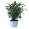 Eukalyptus 'Baby Blue', Busch, Topf-Ø 20 Cm -Madison Verkäufe 0680400059 Eukalyptus gunnii Busch T20 Baby Blue WS 2 98467