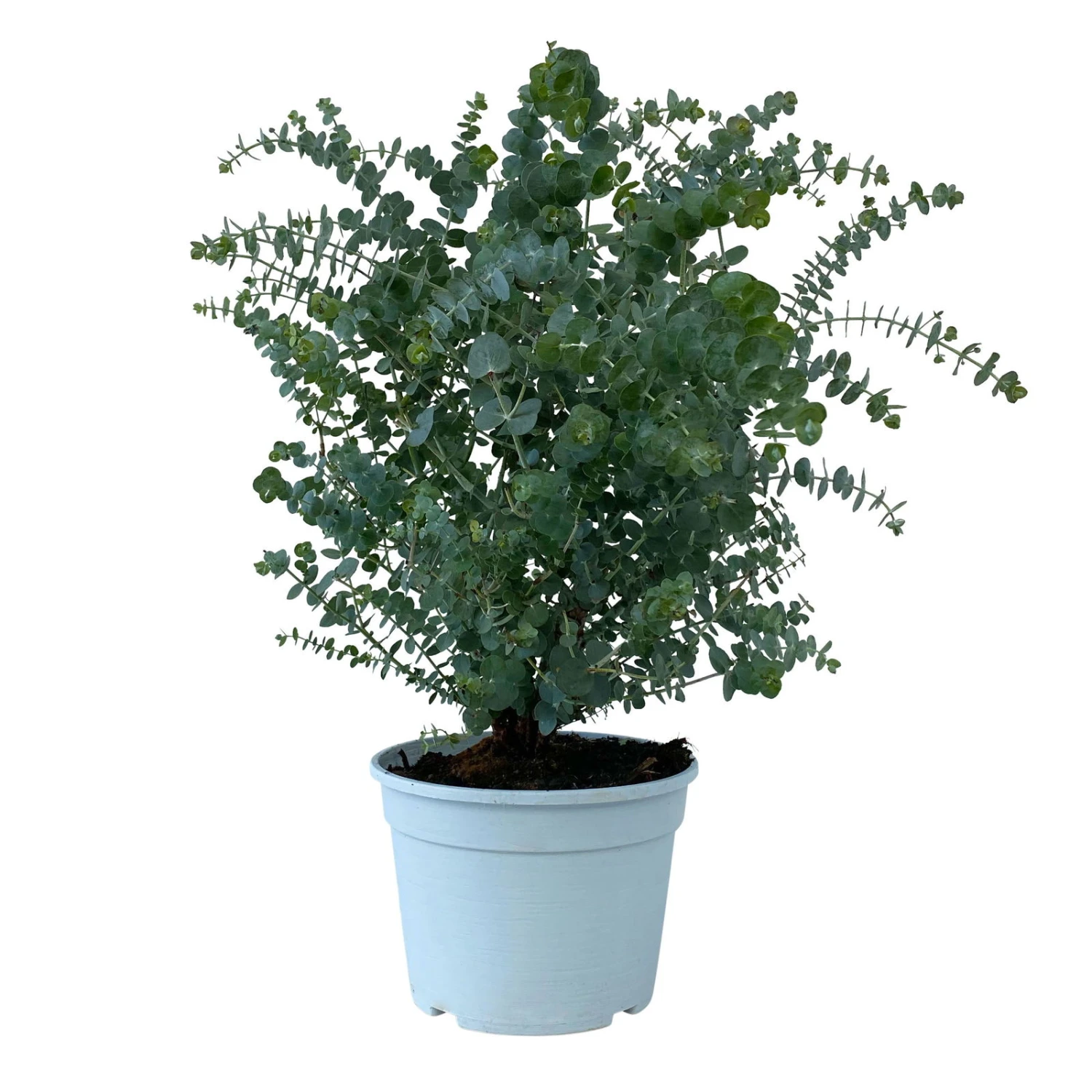 Eukalyptus 'Baby Blue', Busch, Topf-Ø 20 Cm 3 Eukalyptus 'Baby Blue', Busch, Topf-Ø 20 Cm