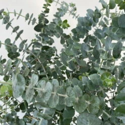 Eukalyptus 'Baby Blue', Busch, Topf-Ø 20 Cm 10 Eukalyptus 'Baby Blue', Busch, Topf-Ø 20 Cm -Madison Verkäufe 0680400059 Eukalyptus gunnii Busch T20 Baby Blue WS 4 98457