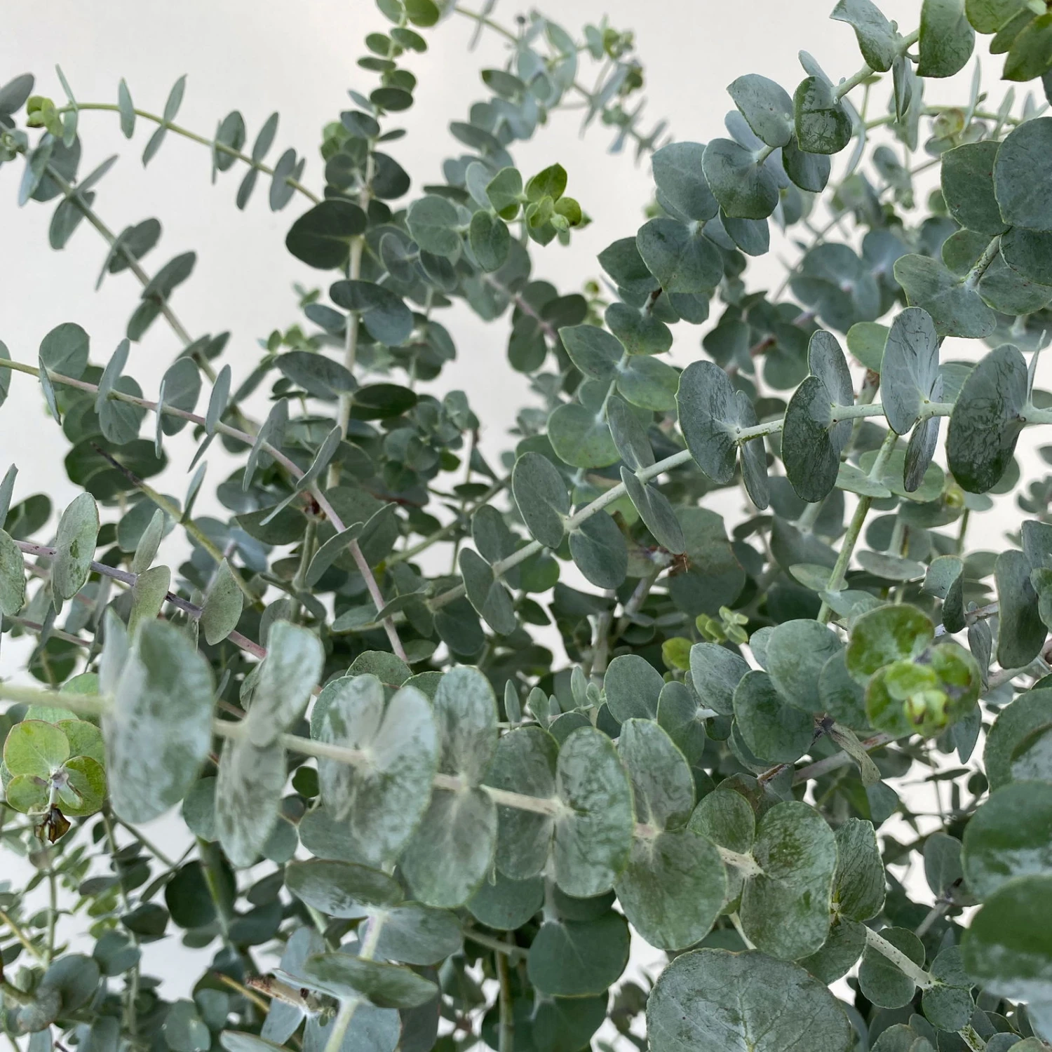 Eukalyptus 'Baby Blue', Busch, Topf-Ø 20 Cm 5 Eukalyptus 'Baby Blue', Busch, Topf-Ø 20 Cm – Bild 3