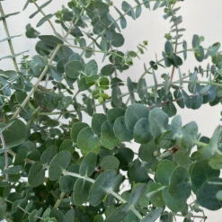 Eukalyptus 'Baby Blue', Busch, Topf-Ø 20 Cm 11 Eukalyptus 'Baby Blue', Busch, Topf-Ø 20 Cm -Madison Verkäufe 0680400059 Eukalyptus gunnii Busch T20 Baby Blue WS 5 98460