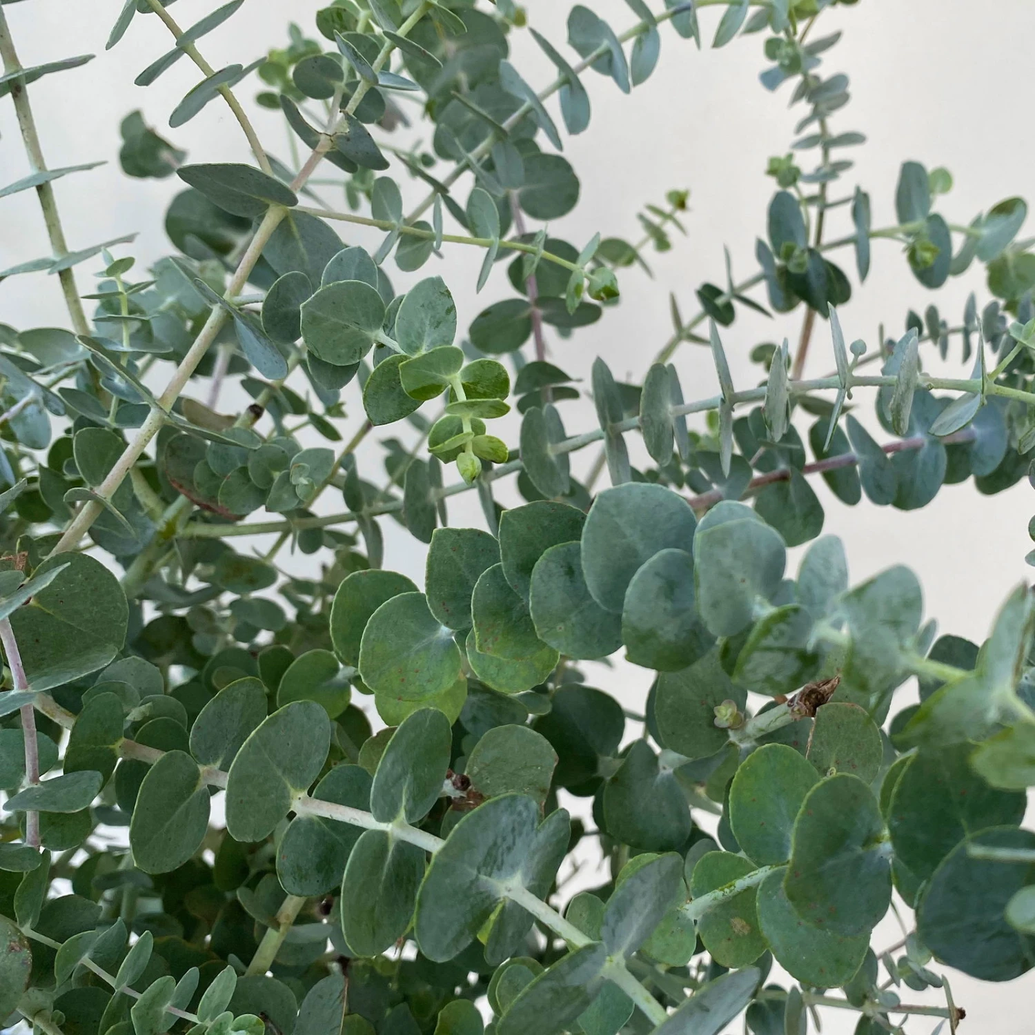 Eukalyptus 'Baby Blue', Busch, Topf-Ø 20 Cm 6 Eukalyptus 'Baby Blue', Busch, Topf-Ø 20 Cm – Bild 4