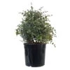 Eukalyptus, Busch, Topf-Ø 33 Cm, 2er-Set -Madison Verkäufe 0680400063 0680400064 Eucalyptus gunnii Busch 2 110033
