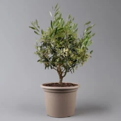 Olivenbaum, Busch, Topf-Ø 24 Cm, Höhe Ca. 80 Cm 12 Olivenbaum, Busch, Topf-Ø 24 Cm, Höhe Ca. 80 Cm -Madison Verkäufe 0681100004 Koelle Olea europaea T24 Busch 2 125585