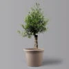 Olivenbaum 'Bonsai', Topf-Ø 35 Cm, Höhe Ca. 100 Cm -Madison Verkäufe 0681200038 Koelle Olea europaea Schale T35 515Collina Bonsai H100 U14 16 122572