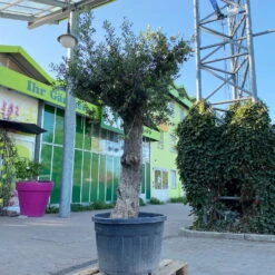 Olivenbaum, Stamm, Topf-Ø 60 Cm, Höhe Ca. 170 Cm -Madison Verkäufe 0681300001 Koelle Olea europaea Solitaer Stamm T60 H250 1 125592