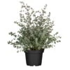 Eukalyptus, Busch, Topf-Ø 17 Cm 2 Eukalyptus, Busch, Topf-Ø 17 Cm -Madison Verkäufe 0682100002 Eucalyptus T17 118509