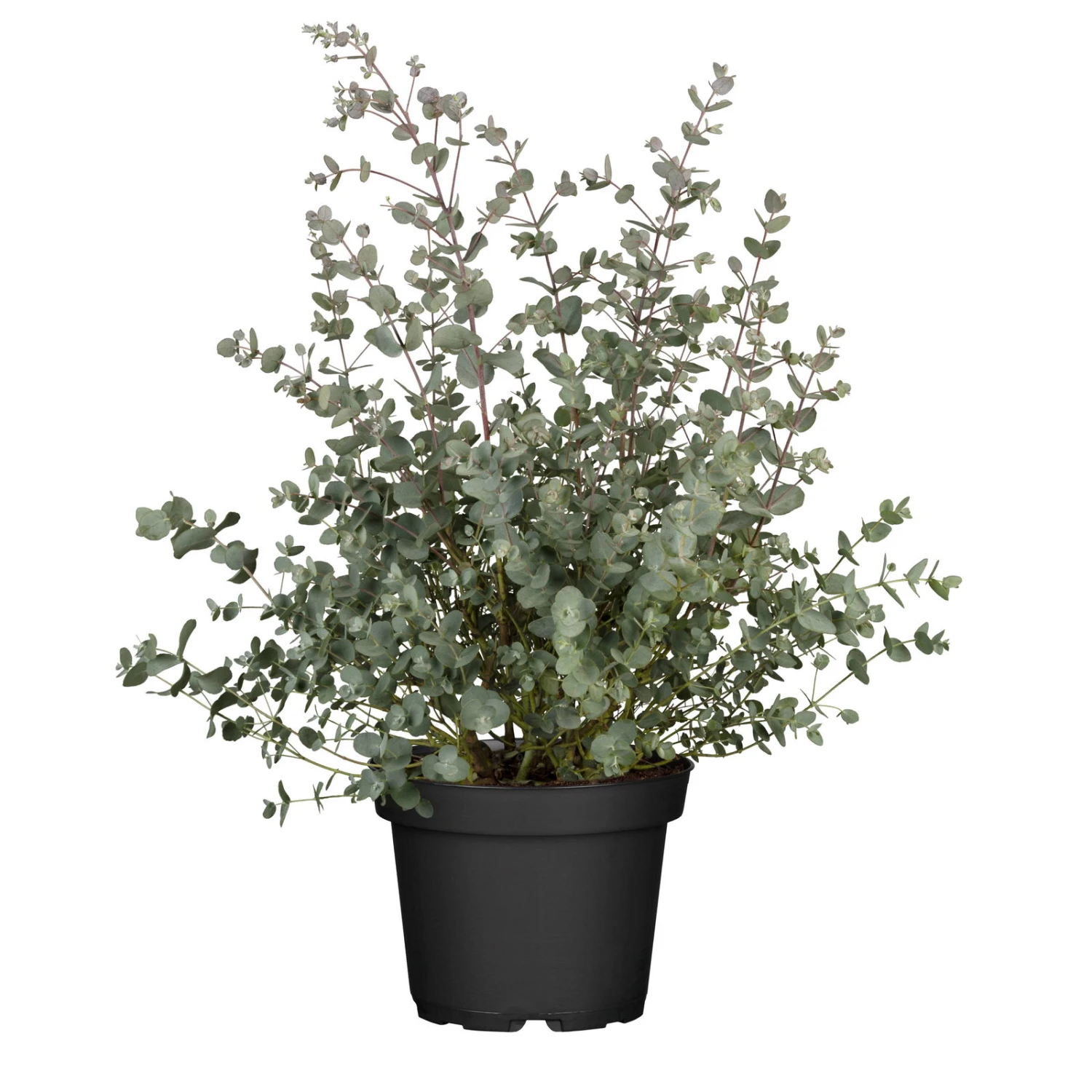 Eukalyptus, Busch, Topf-Ø 17 Cm 3 Eukalyptus, Busch, Topf-Ø 17 Cm