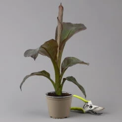 Rote Zierbanane, Topf-Ø 14 Cm, Höhe Ca. 40 Cm, 2er-Set -Madison Verkäufe 0683100020 ensete ventricosum rote banane 1 124581