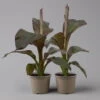 Rote Zierbanane, Topf-Ø 14 Cm, Höhe Ca. 40 Cm, 2er-Set -Madison Verkäufe 0683100020 ensete ventricosum rote banane 2 124580