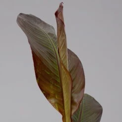 Rote Zierbanane, Topf-Ø 14 Cm, Höhe Ca. 40 Cm, 2er-Set -Madison Verkäufe 0683100020 ensete ventricosum rote banane 3 124582