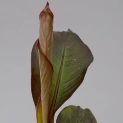 Rote Zierbanane, Topf-Ø 14 Cm, Höhe Ca. 40 Cm, 2er-Set -Madison Verkäufe 0683100020 ensete ventricosum rote banane 10 124583