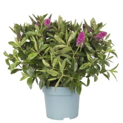 Hebe Lila, Topf-Ø 15 Cm, 3er-Set -Madison Verkäufe 0690100083 koelle hebe t15 purpur emma 2 68847