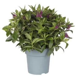 Hebe Lila, Topf-Ø 15 Cm, 3er-Set -Madison Verkäufe 0690100125 koelle hebe t15 magenta nikka 1 68834