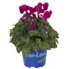 Alpenveilchen 'Outland', Lila, Topf-Ø 10,5 Cm, 6er-Set -Madison Verkäufe 0690100131 koelle cyclamen t105 lila outland 1 68833 1