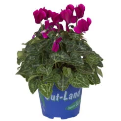 Alpenveilchen 'Outland', Lila/rosa, Topf-Ø 10,5 Cm, 6er-Set -Madison Verkäufe 0690100131 koelle cyclamen t105 lila outland 1 68833