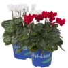 Alpenveilchen 'Outland', Rot/weiß, Topf-Ø 10,5 Cm, 6er-Set -Madison Verkäufe 0690100256 Cyclamen weiss und rot Set 6Stueck 1 79441