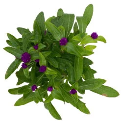 Kugelamarant, Lila, Topf-Ø 12 Cm, 6er-Set 7 Kugelamarant, Lila, Topf-Ø 12 Cm, 6er-Set -Madison Verkäufe 0690100361 Gomphrena globosa T10 5 Kugelamarant 6er Set 3 95048