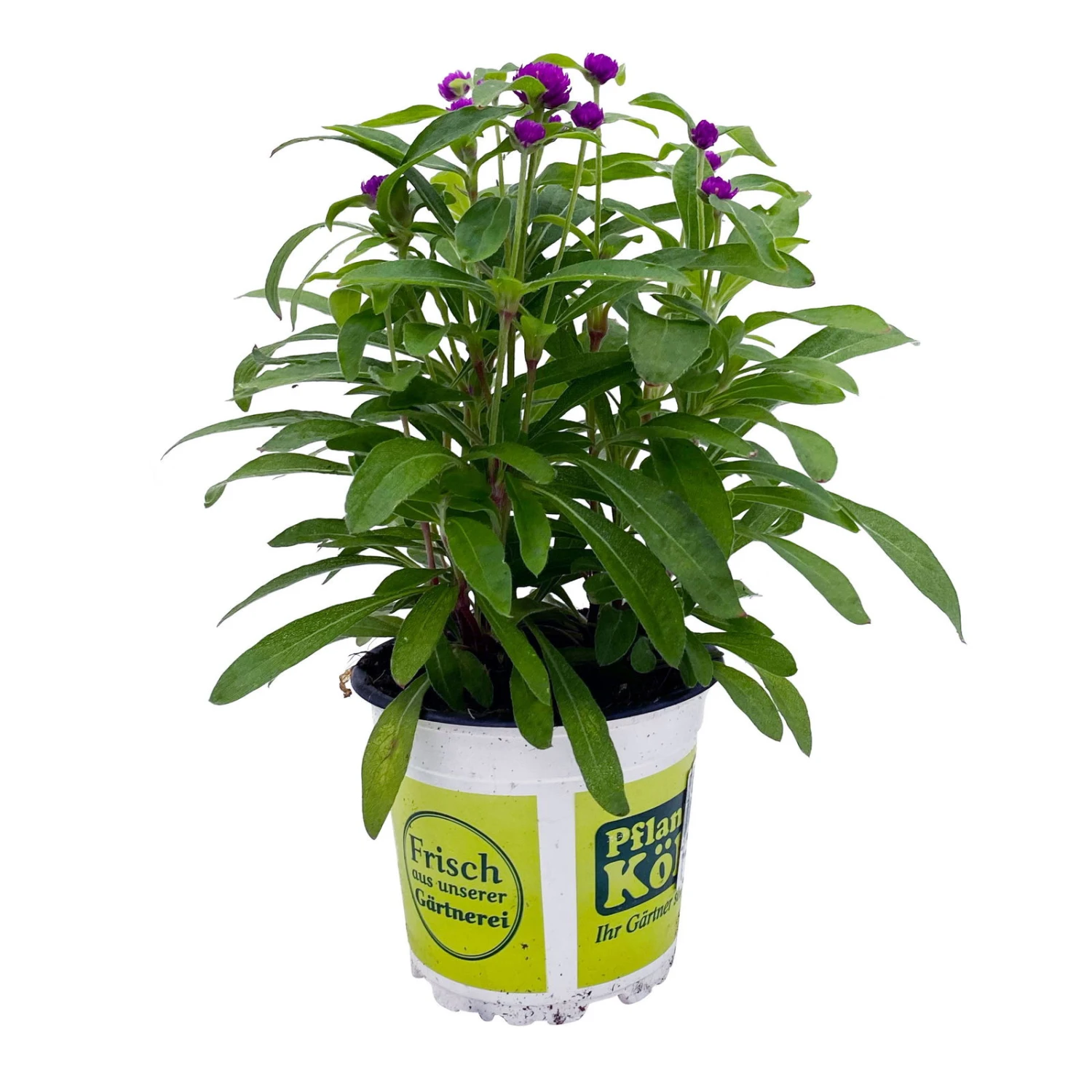 Kugelamarant, Lila, Topf-Ø 12 Cm, 6er-Set 3 Kugelamarant, Lila, Topf-Ø 12 Cm, 6er-Set