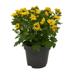 Chrysanthemen 'Swifty', Farben Zufällig, Topf-Ø 12 Cm, 6er-Set -Madison Verkäufe 0690110158 Chrysanthemum indicum Swifty T12 gelb 6er Set WS 1 95628 1